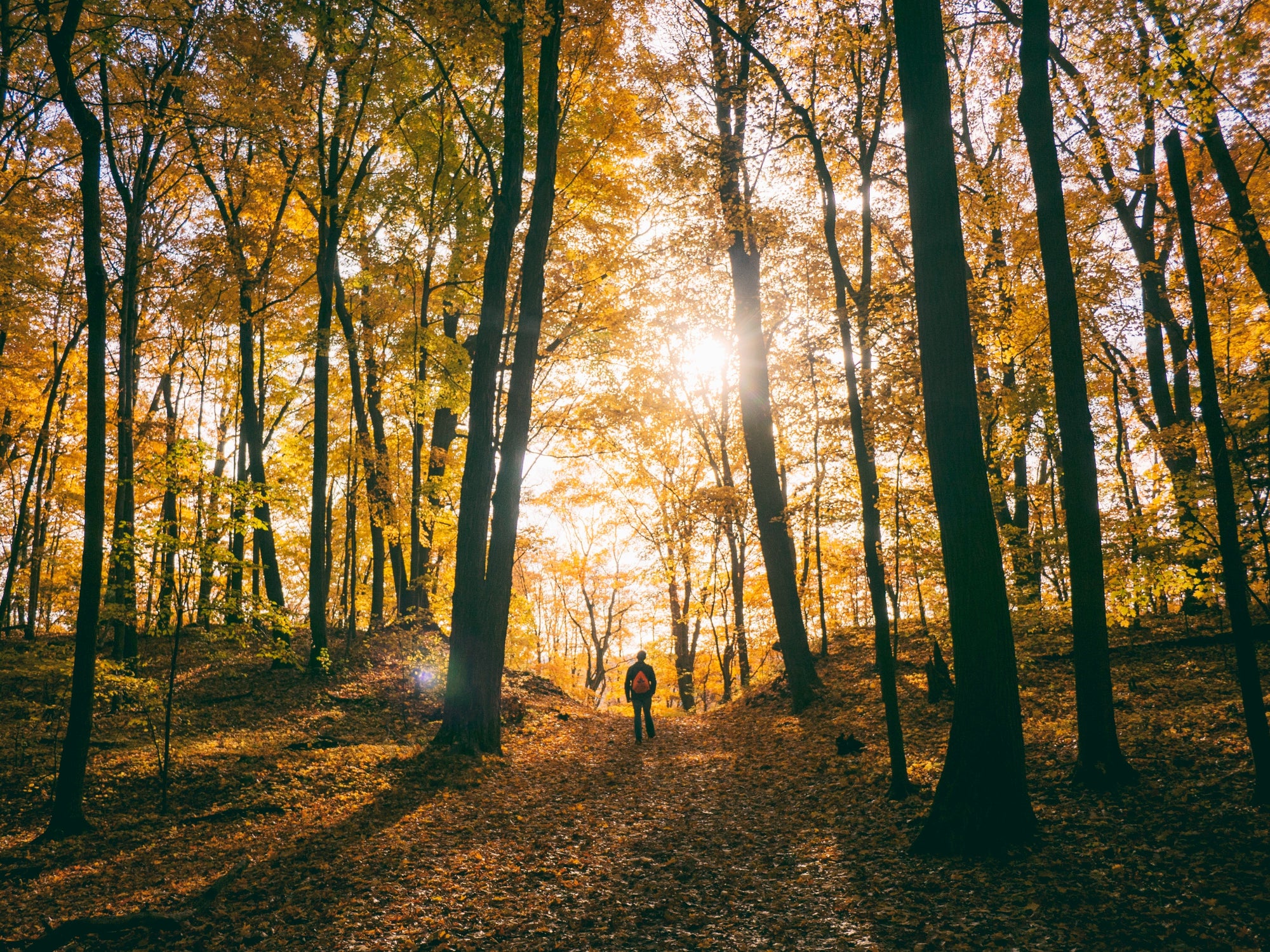 Person spaziert auf einem Waldweg zwischen hohen Bäumen im goldenen Herbstlicht, Sonnenstrahlen scheinen durch das bunte Laub.