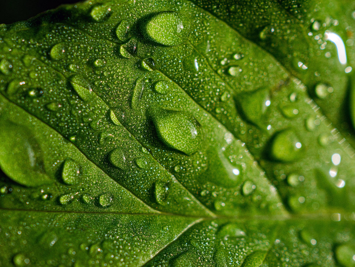 Nahaufnahme eines Pflanzen-Blatts mit Tröpfchen