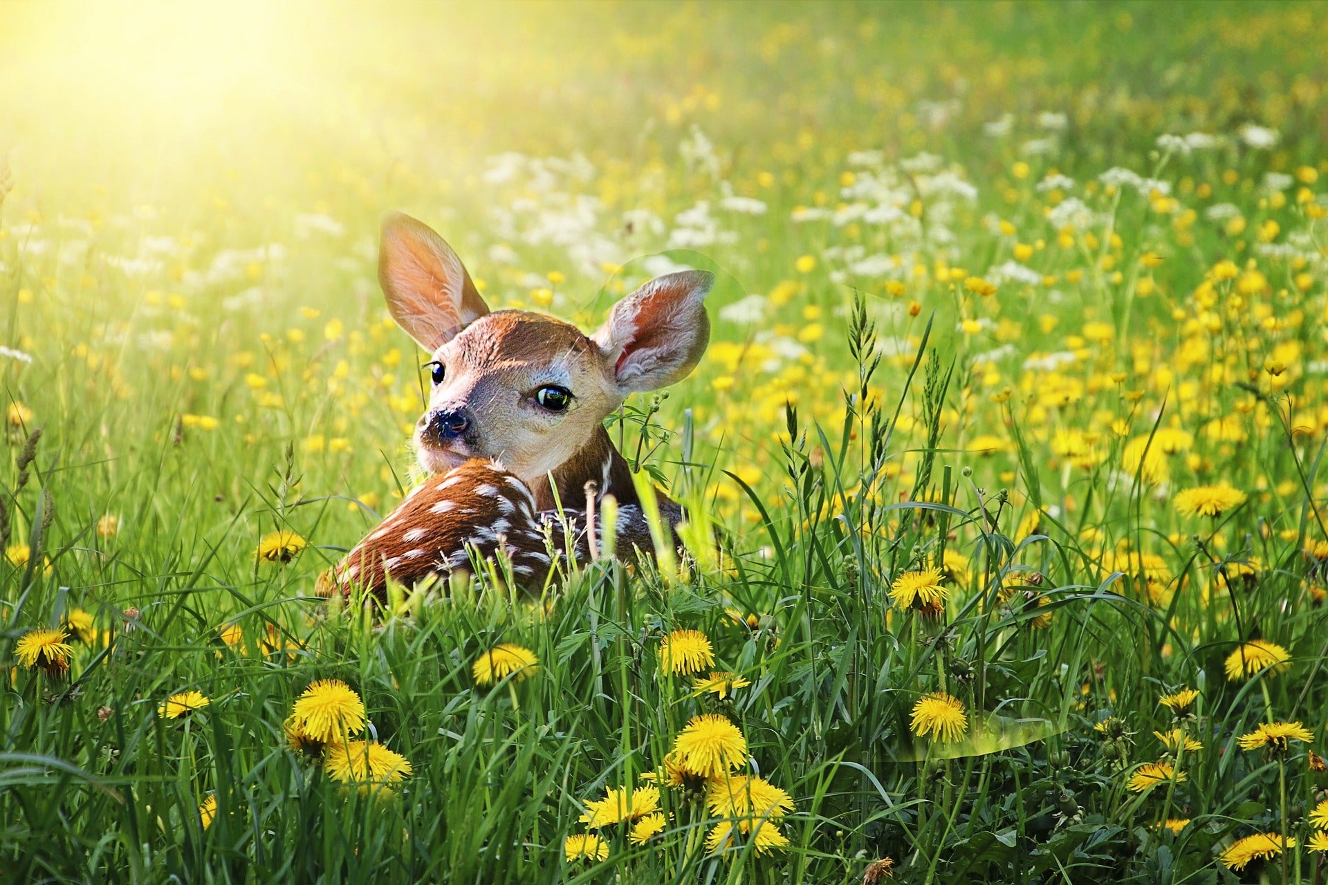 Junges Reh liegt in einer sonnigen Frühlingswiese voller gelber Löwenzahnblüten und Wildkräuter, umgeben von sattem Grün und weichem Licht.