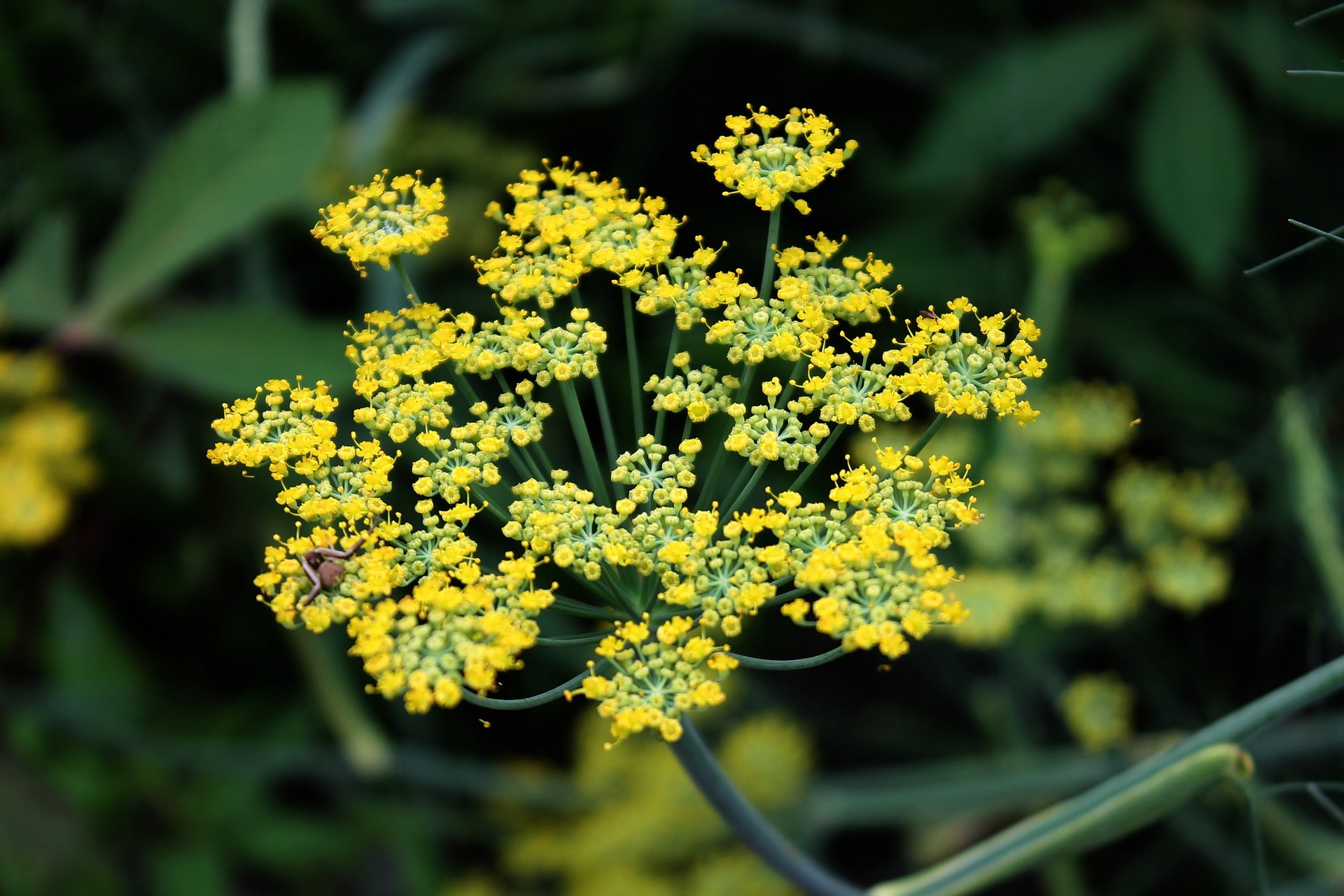 Fenchelblüte in Nahaufname