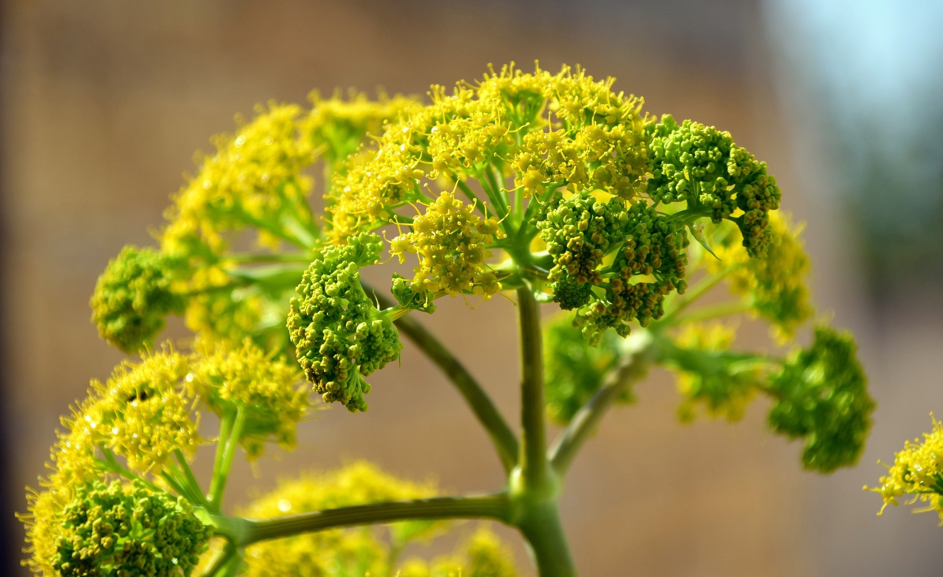 Fenchelblüte in Nahaufnahme