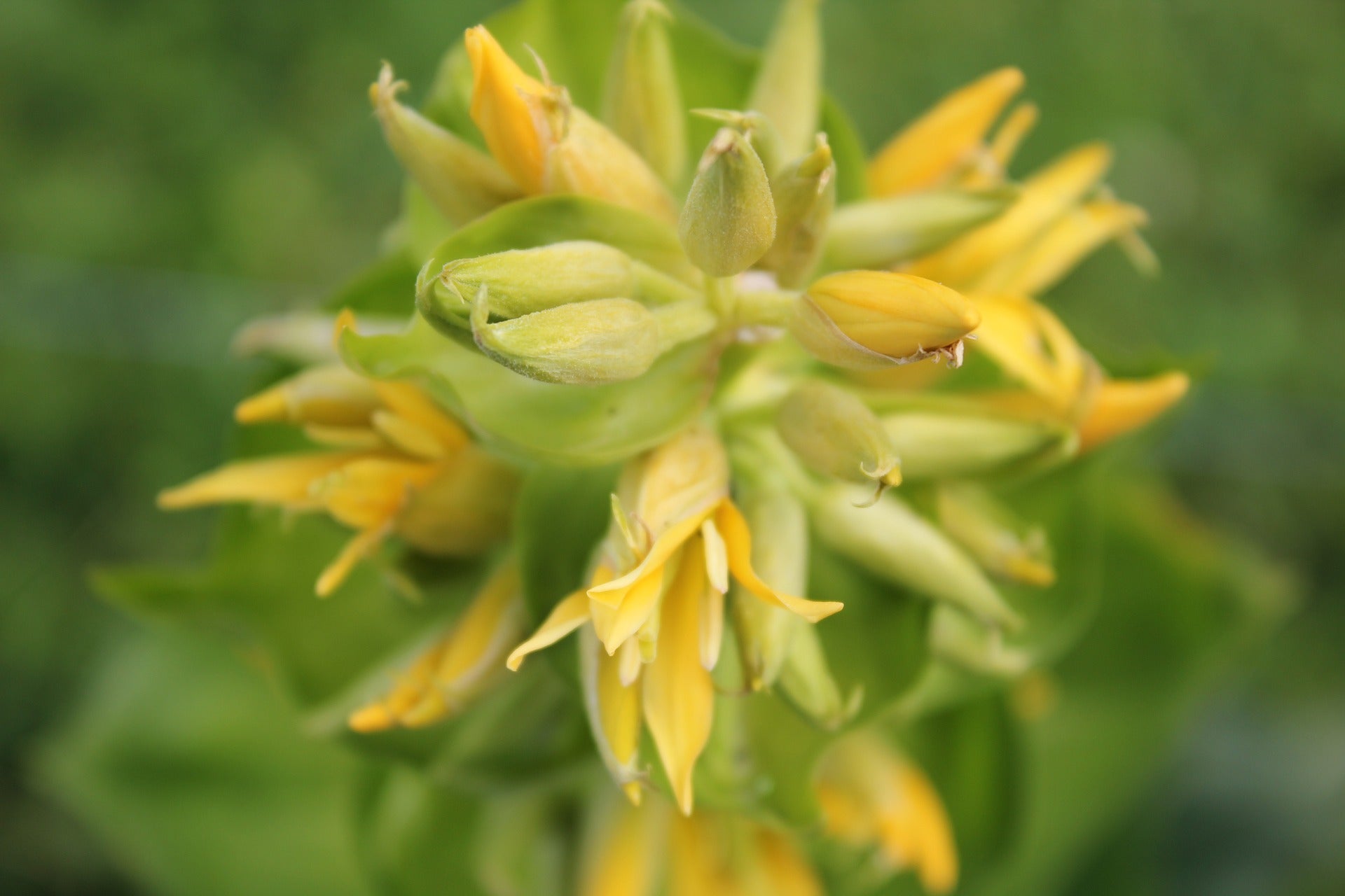 Gelber Enzian: Blüte in Nahaufnahme