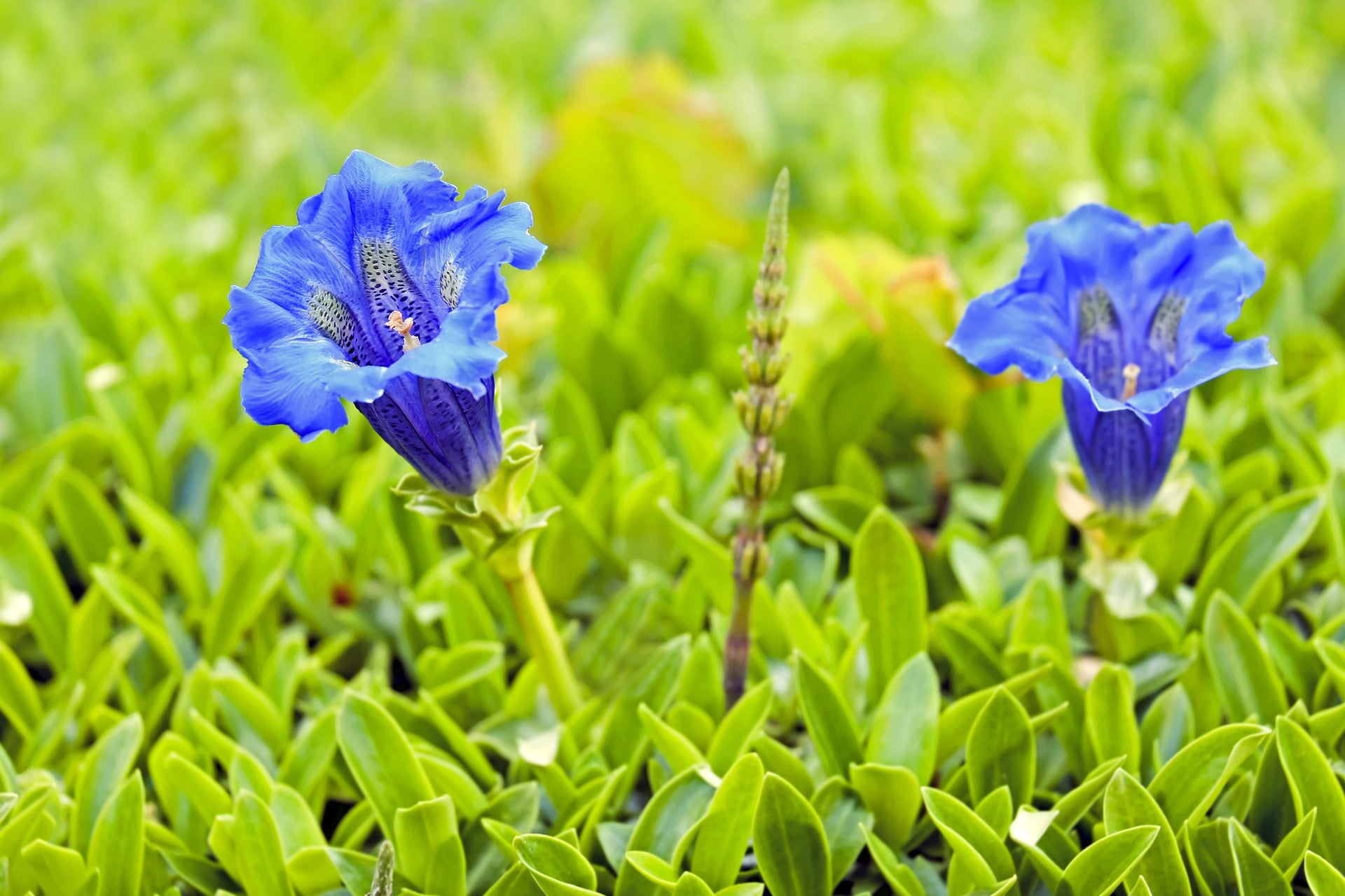 Zwei intensiv blaue Enzianblüten mit trompetenförmigen Kelchen wachsen aus einem dichten Teppich grüner Blätter