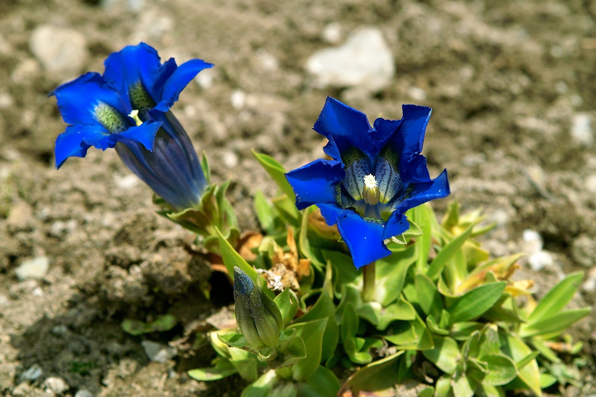 Leuchtend blaue Enzianblüten wachsen auf kargem, steinigem Boden