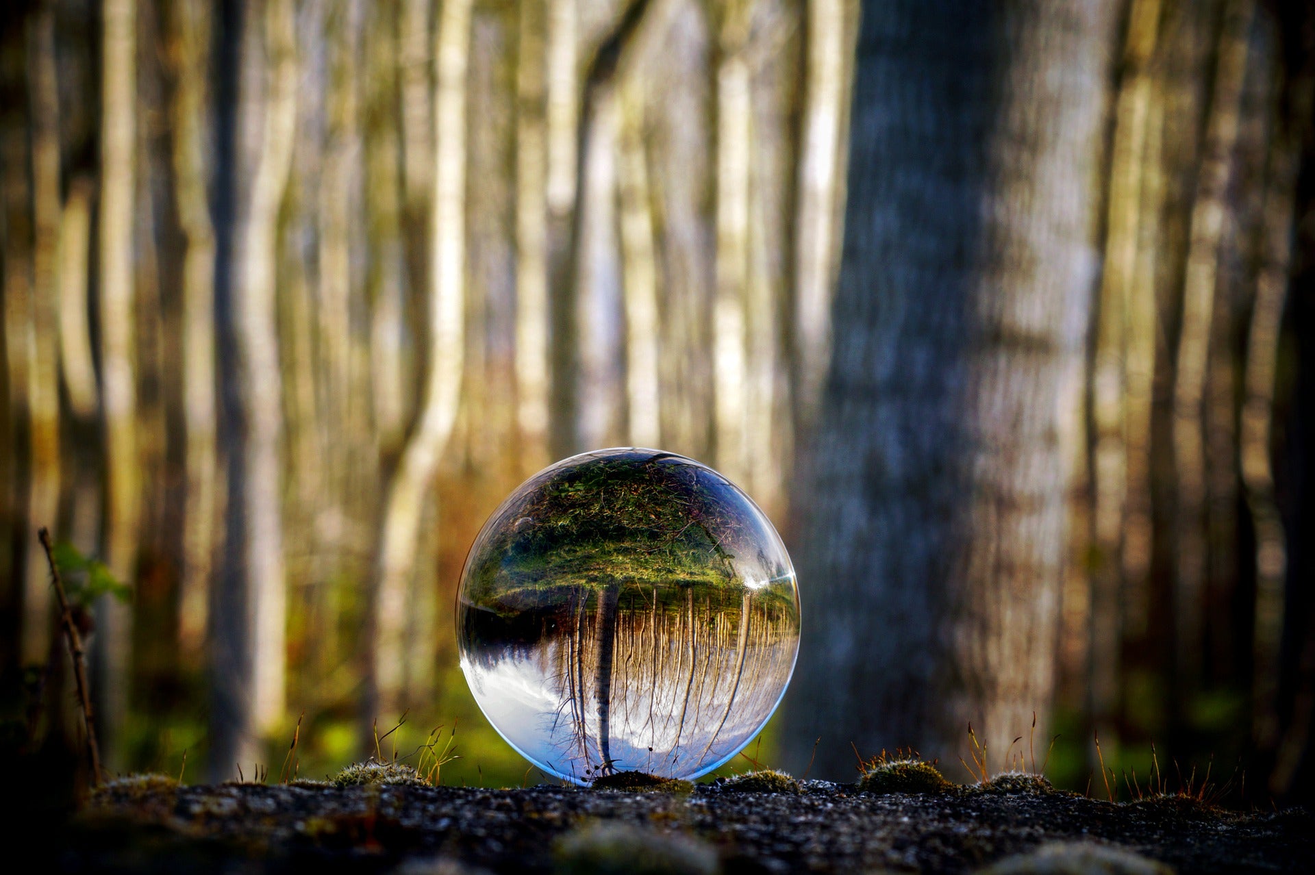 Glaskugel im Wald auf Moos liegend, spiegelt Bäume auf dem Kopf, unscharfer Hintergrund mit hellen Baumstämmen.