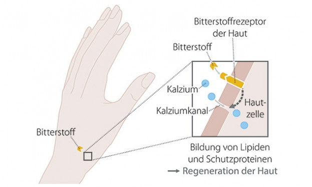 Grafik erklärt die Wirkweise von Bitterstoffen auf die Haut: Wenn Bitterstoffe an die Rezeptoren der Haut binden, werden Ionenkanäle geöffnet und ein Mechanismus wird aktiviert, der zur Bildung von Schutzproteinen für die Hautbarriere führt.