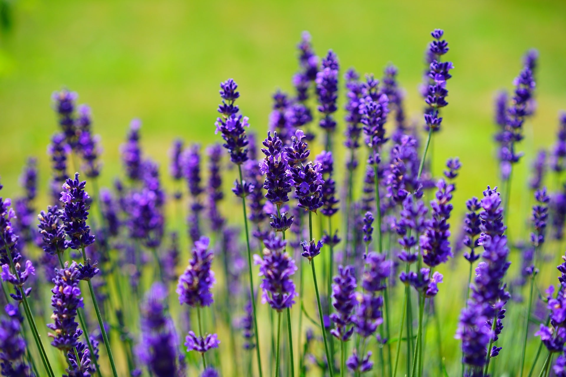 Lavendel in Nahaufnahme - der Hintergrund verschwimmt grün in der Unschärfe