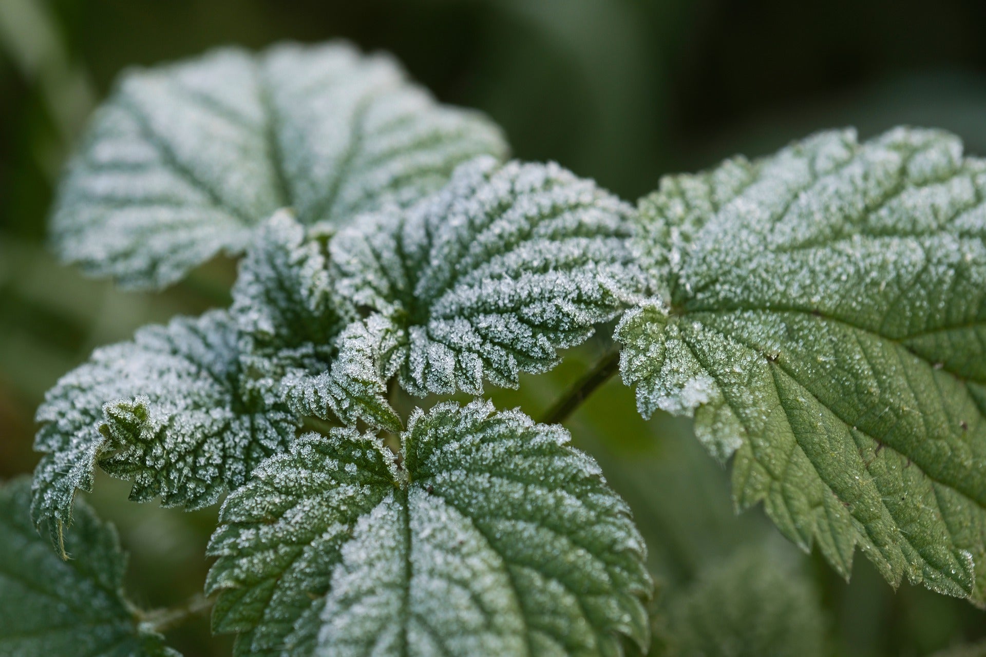 Nahaufnahme grüner Blätter mit feiner Frostschicht an kaltem Wintermorgen – natürliche Schönheit, Frische und Reinheit in der Natur mit Laetitia Naturprodukte.