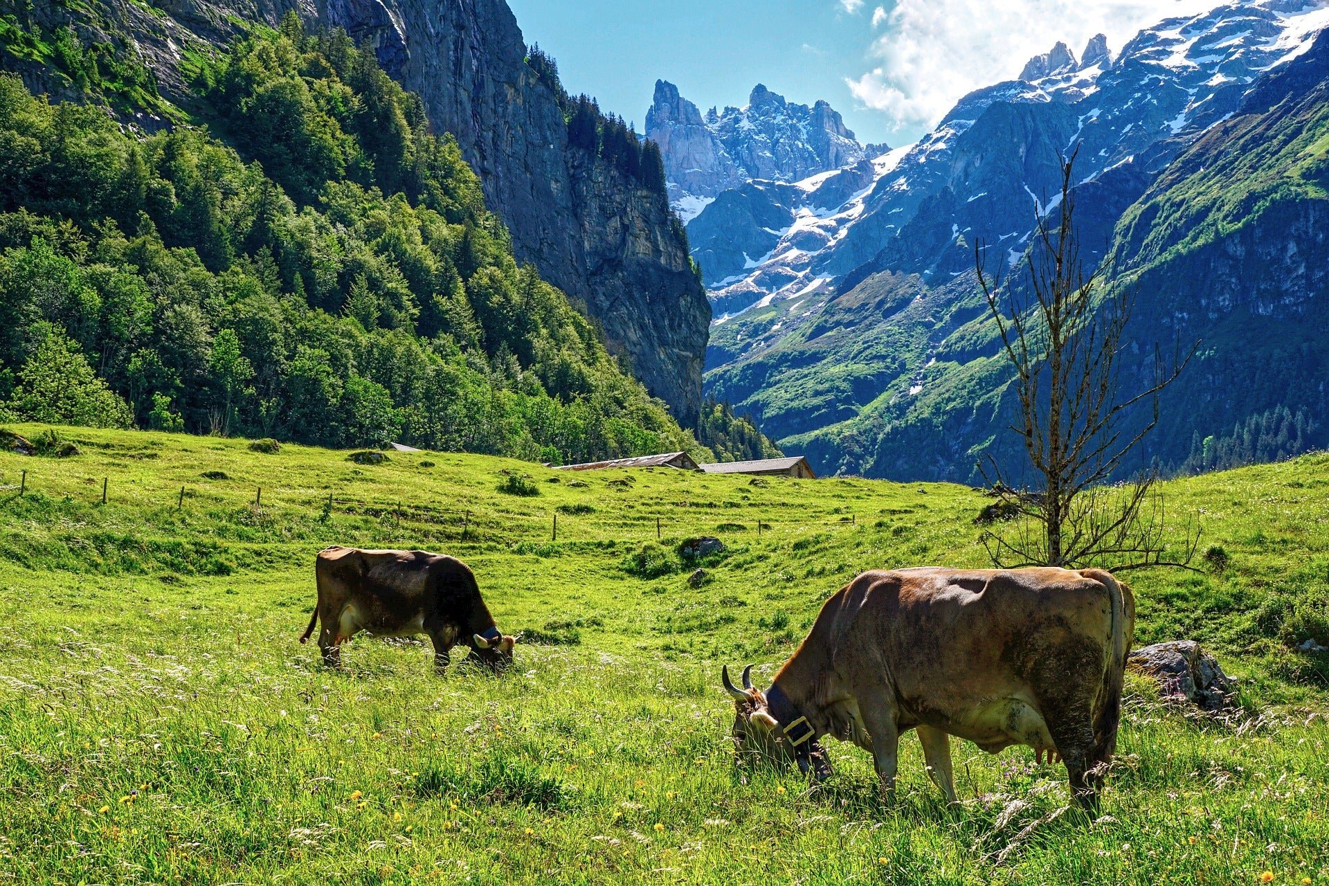 Zwei braune Kühe grasen auf einer saftig grünen Almwiese vor imposanter Bergkulisse mit schneebedeckten Gipfeln – traditionelle Almlandschaft im Einklang mit der Natur.