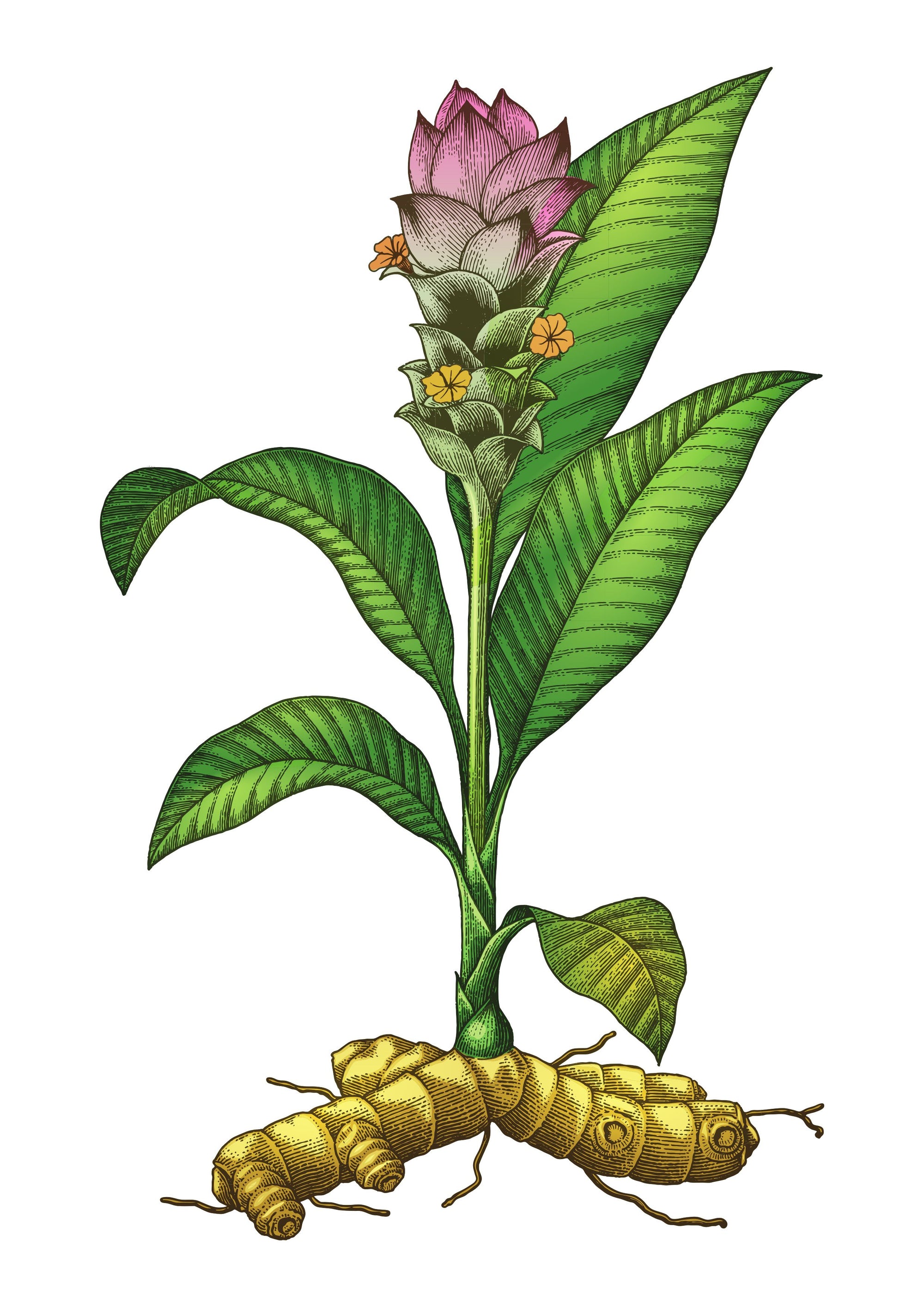 Illustration der Zitwerpflanze mit lanzettförmigen Blättern, violetter Blüte und knolliger Zitwerwurzel, die traditionell zur Anregung der Verdauung eingesetzt wird.