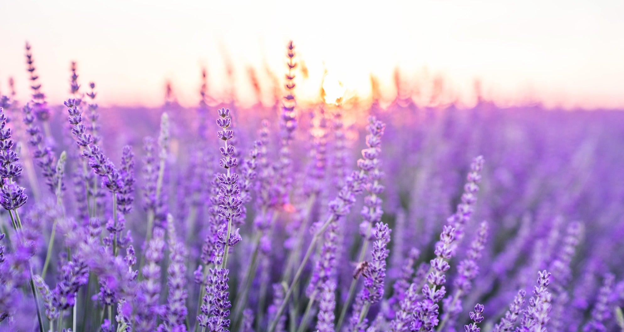 Nahaufnahme eines blühenden Lavendelfelds bei Tageslicht – aromatische Lavendelblüten, wie sie in den Bitterstern Bittertropfen, Pastillen und dem Spray für ihre bitterstoffreiche Wirkung verwendet werden.