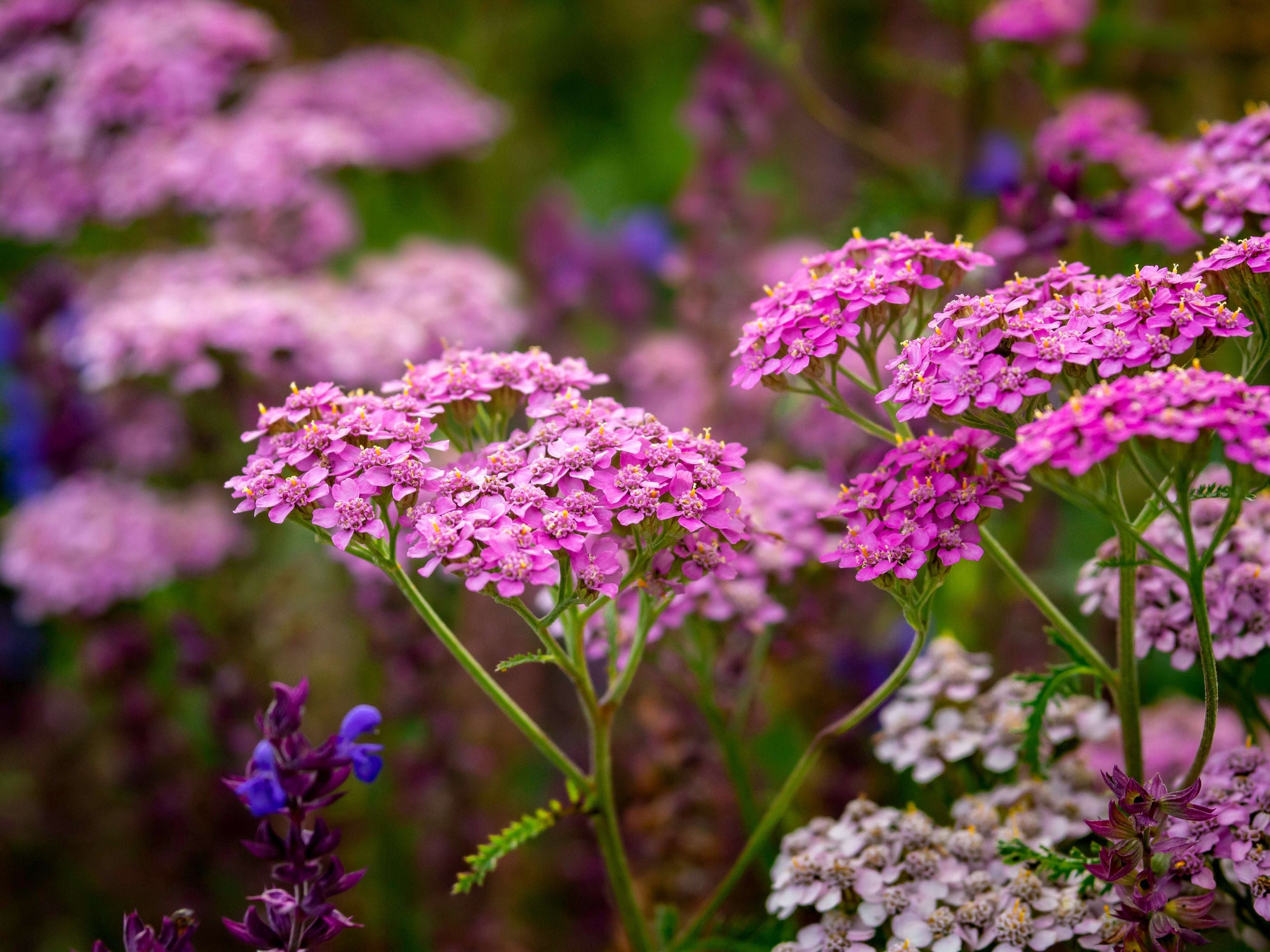 Leuchtend pinkfarbene Schafgarbenblüten inmitten einer bunten Wildblumenwiese, mit violettem und weißem Blütenbegleitgrün im Hintergrund.