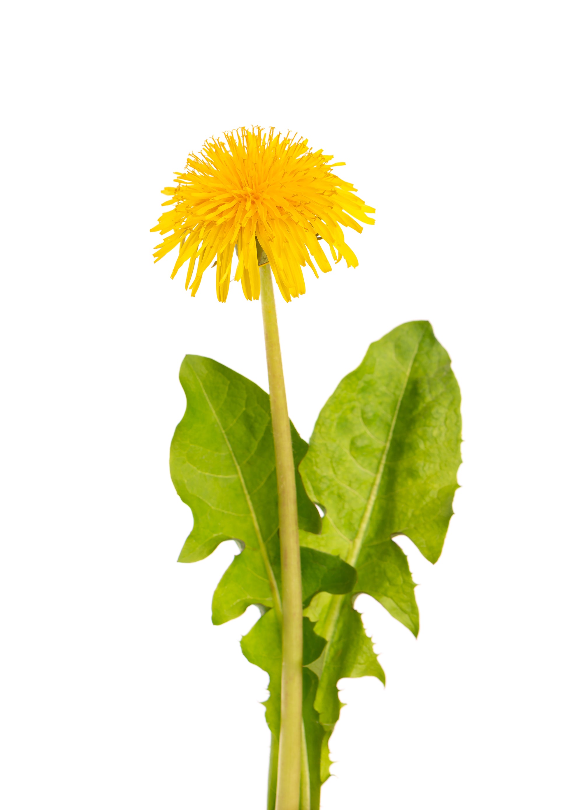 Blühender Löwenzahn mit gelber Blüte und zwei gezackten grünen Blättern vor weißem Hintergrund.