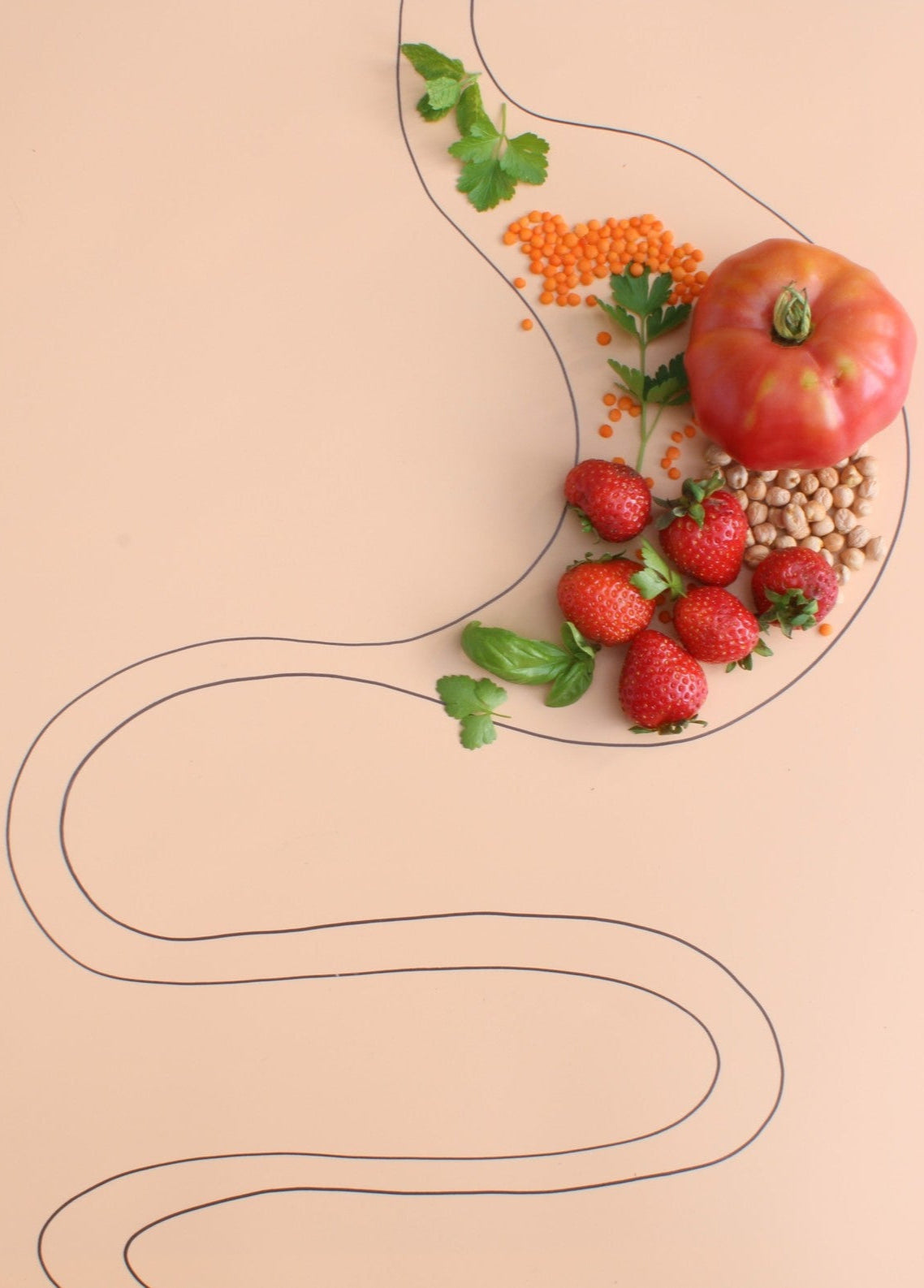 Gesunder Darm mit darmfreundlichem Essen , wie Erdbeeren, Tomate, Kräuter und Linsen.