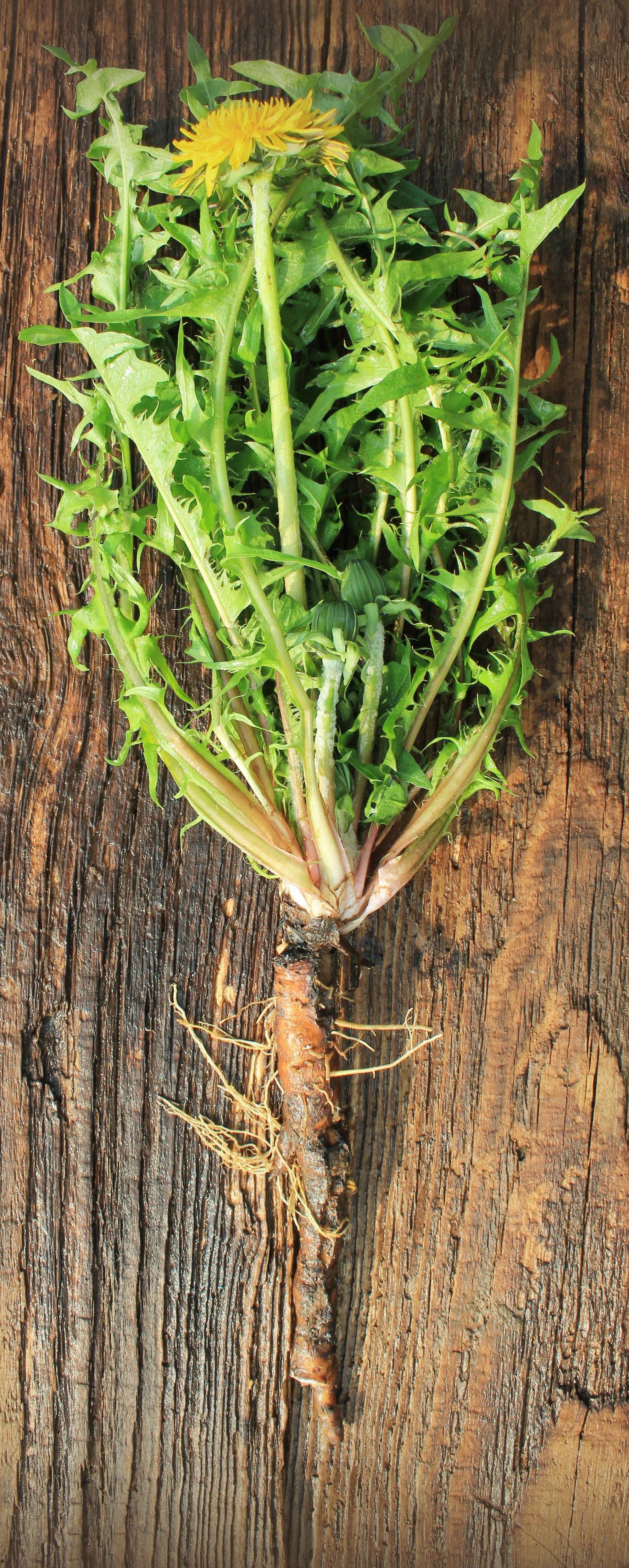 Ganze Löwenzahnpflanze mit Löwenzahnwurzel. Löwenzahn enthält wertvolle Bitterstoffe.