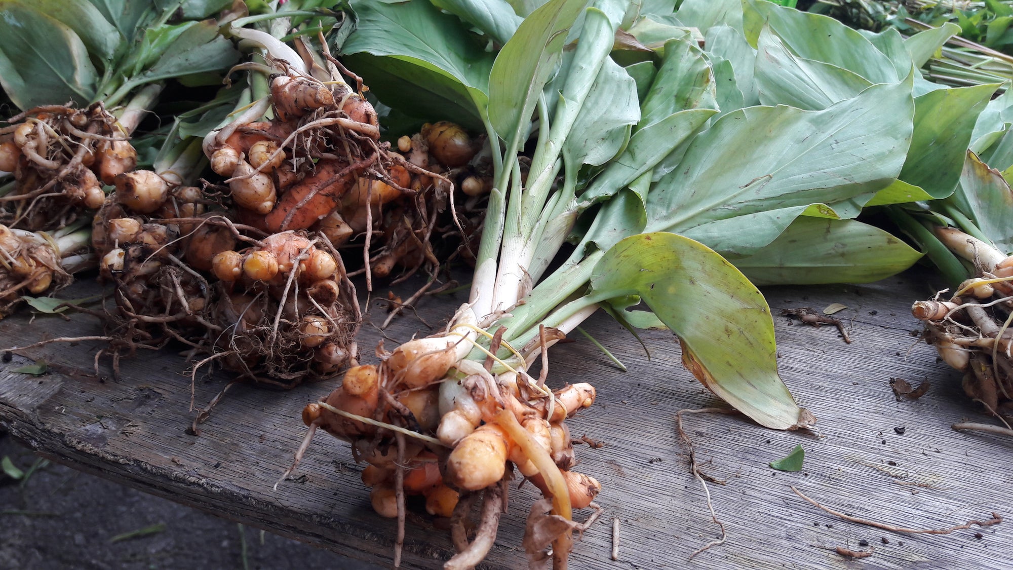 Frisch geerntete Zitwerpflanzen mit kräftigen Rhizomen und breiten, hellgrünen Blättern auf einem Holztisch ausgebreitet.
