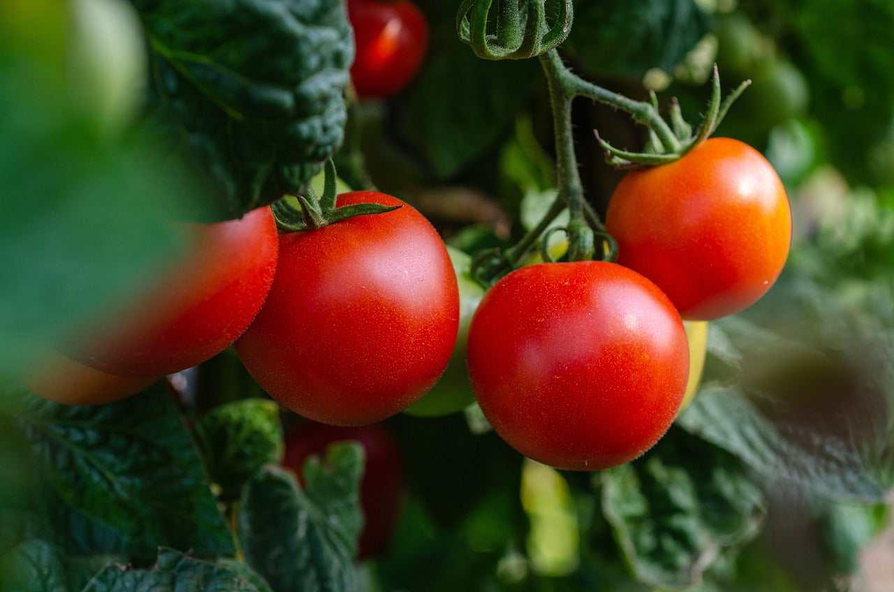 Tomaten hängen an einer Tomatenpflanze. Tomaten sind basisches Gemüse