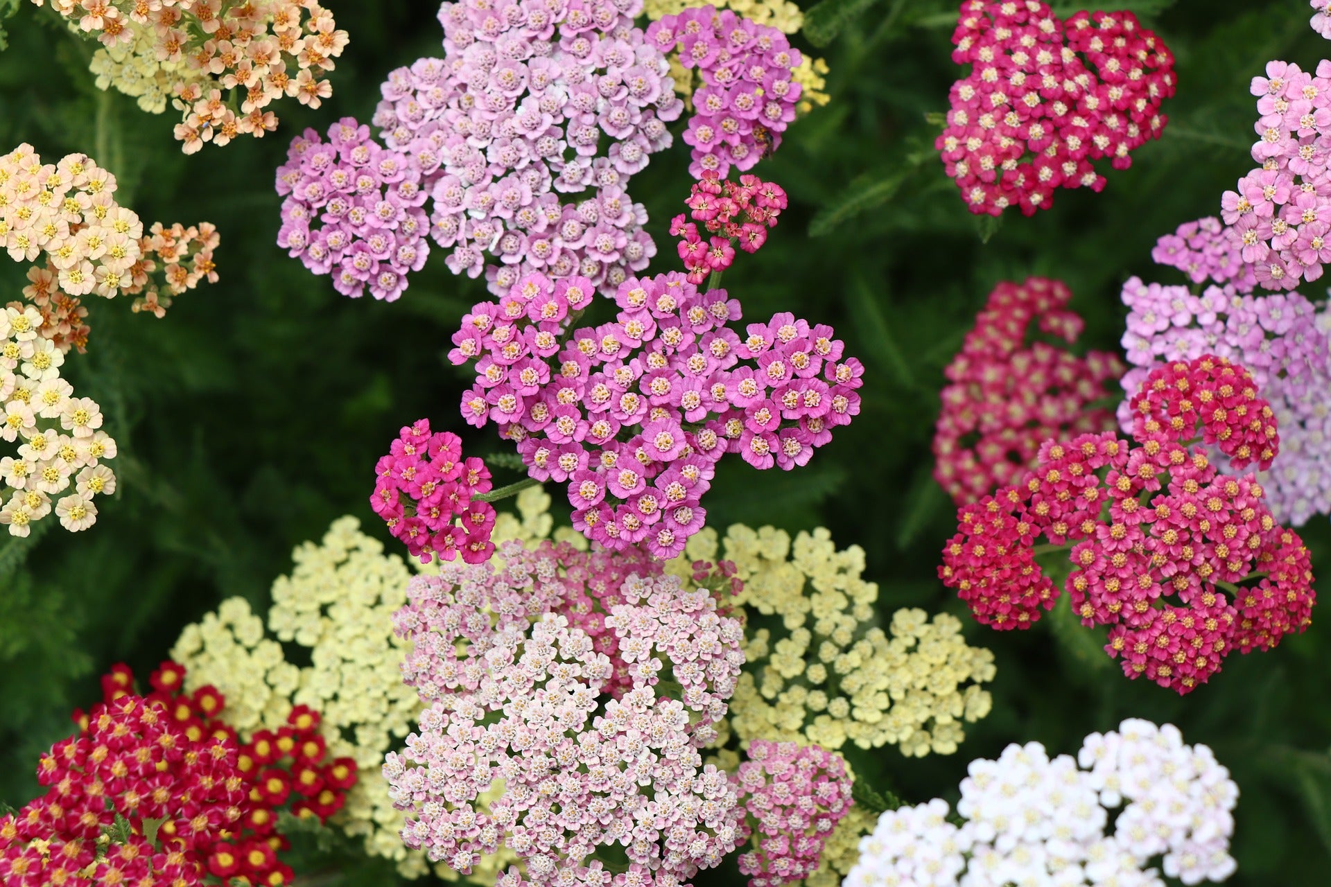 Verschiedenfarbige Schafgarbenblüten in Rosa, Violett, Weiß, Rot und Gelb, dicht an dicht auf einer grünen Sommerwiese.