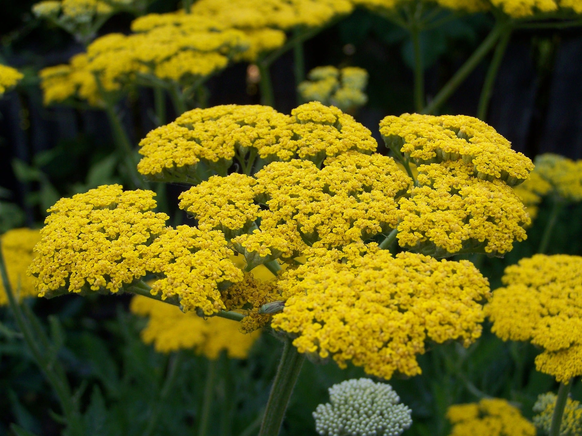 Dicht stehende, leuchtend gelbe Doldenblüten der Gelben Schafgarbe in Nahaufnahme, vor dunklem, grünem Hintergrund.