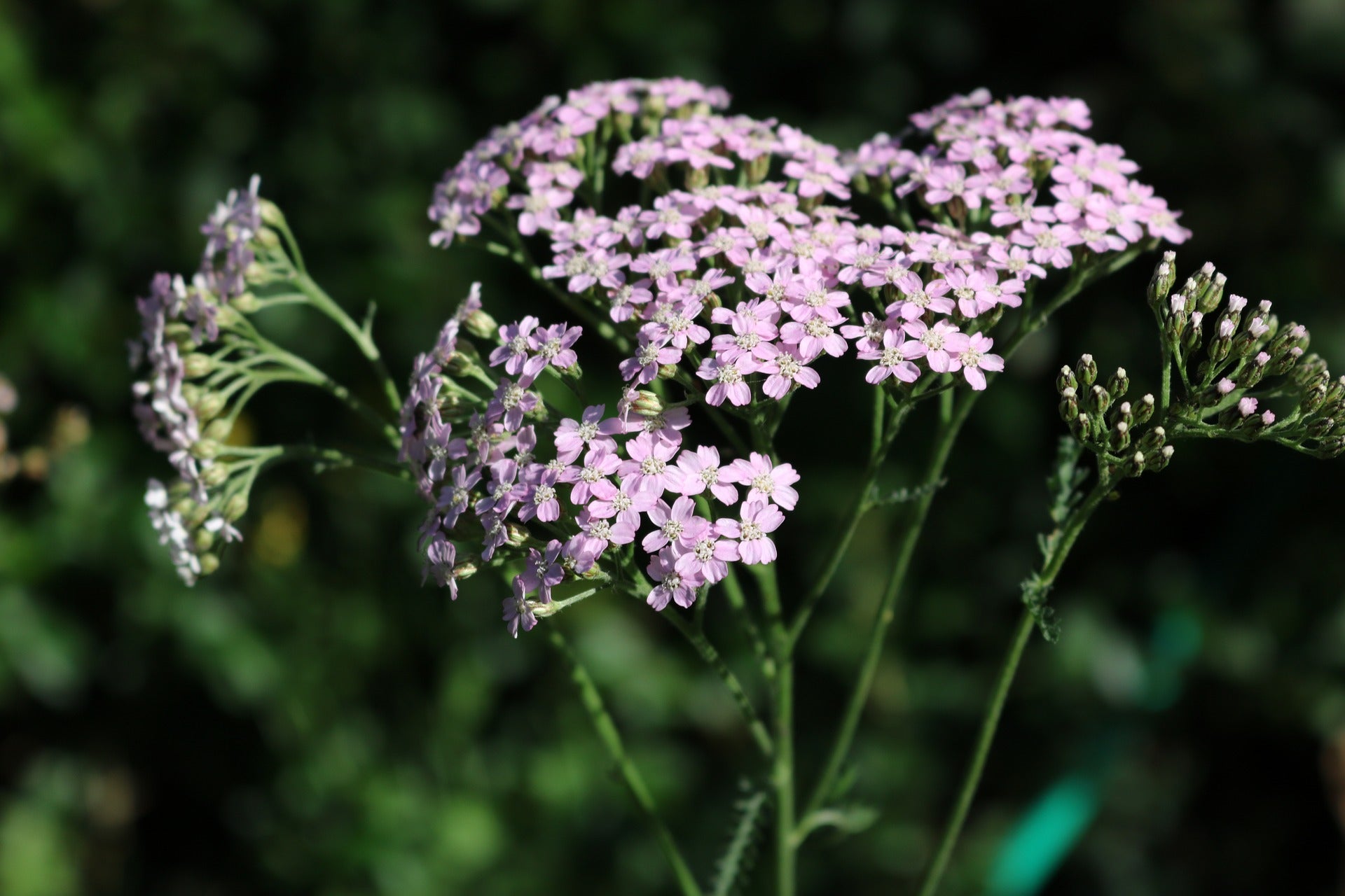 Zart rosa blühende Schafgarbe mit gefiederten Blättern und flachen Doldenblüten, vor dunklem, unscharfem Naturhintergrund.