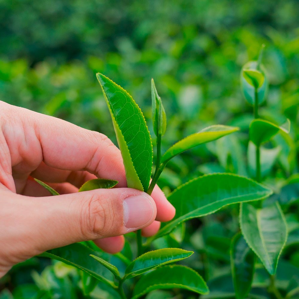 Eine Hand pflückt frische grüne Blätter bei einer Kräuterwanderung im dichten Pflanzendickicht.