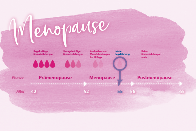 Grafik der  4 Phasen der Menopause, Wechseljahre, Behinn, Dauer und Phasen