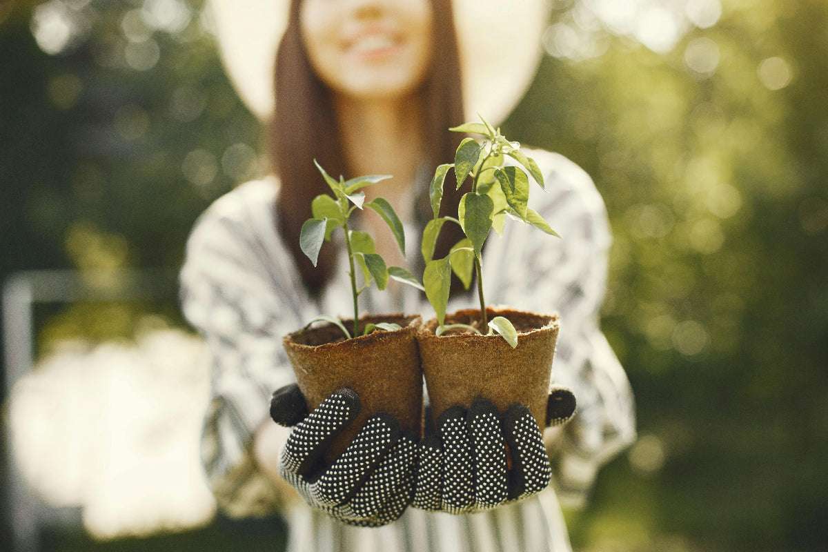 Frau hält 2 Jungpflanzen aus dem Gemüsebau in der Hand