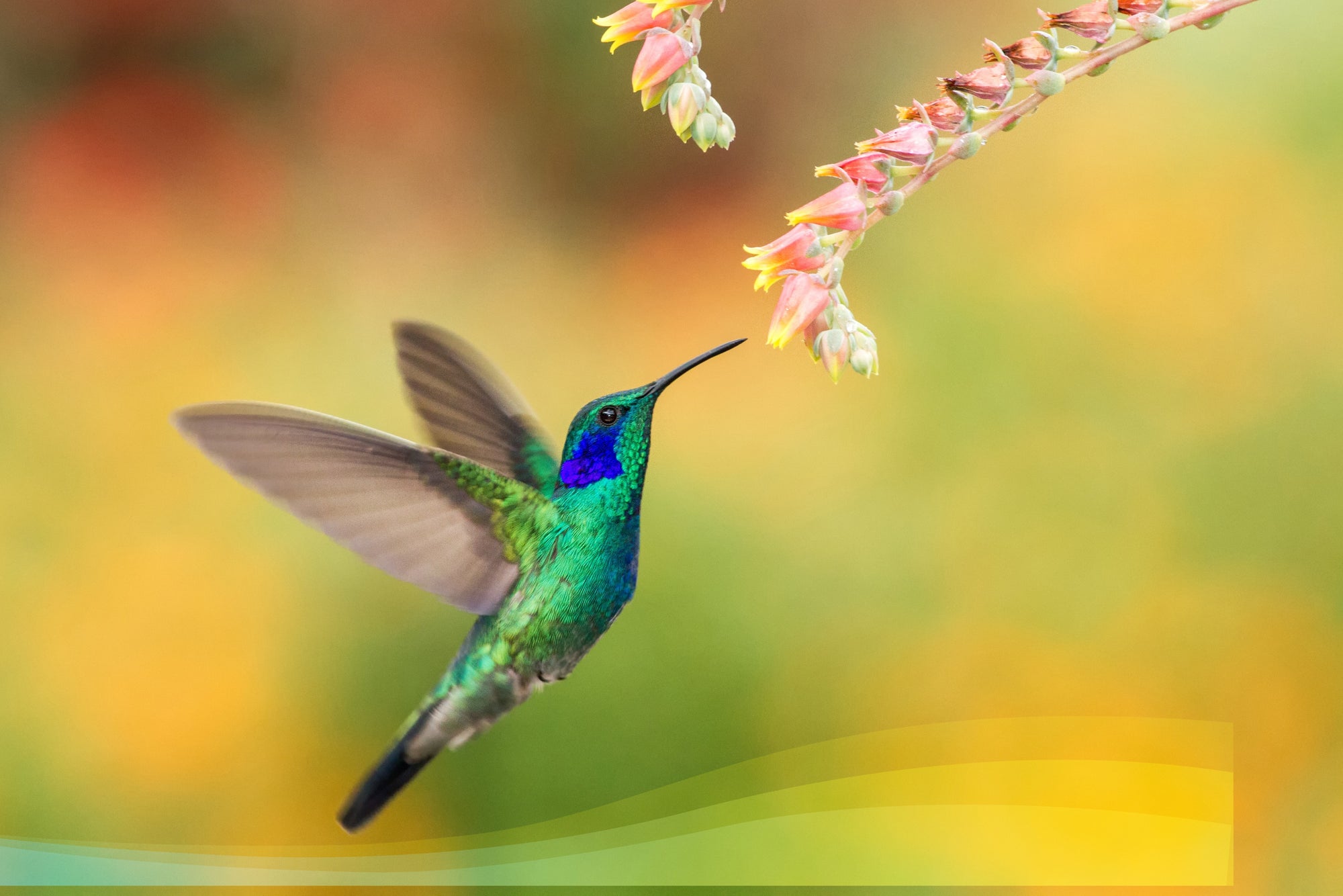 Der Kolibri - das Maskottchen und Logo-Tier von Laeitita Naturprodukte