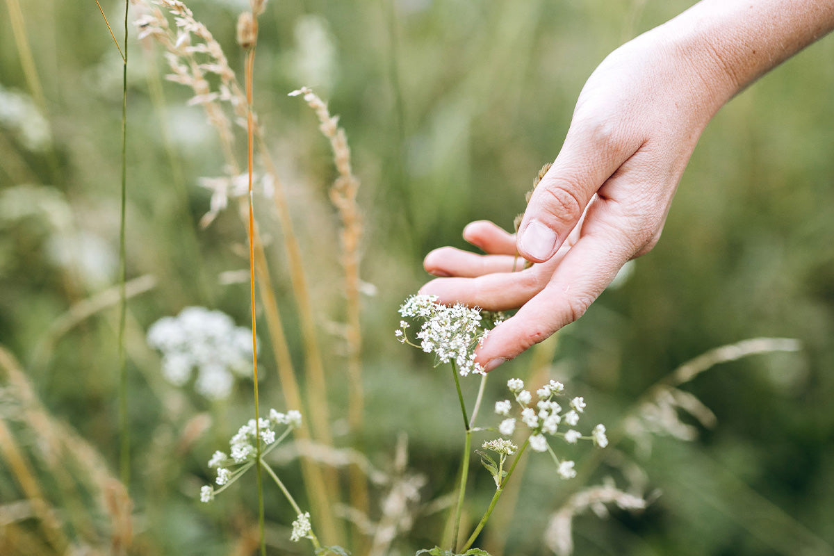 Hand streift an einer Pflanze in der Natur vorbei