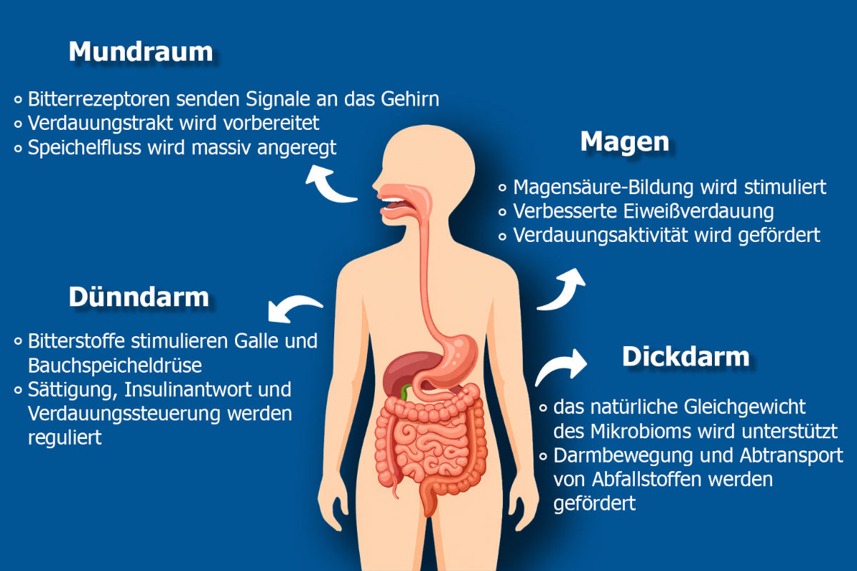 Bitterstoffe Wirkung im Körper: Übersicht der Bitterstoffrezeptoren in Mundraum, Magen, Dünndarm und Dickdarm sowie deren Einfluss auf Speichelfluss, Magensäurebildung, Verdauung und Darmfunktion.