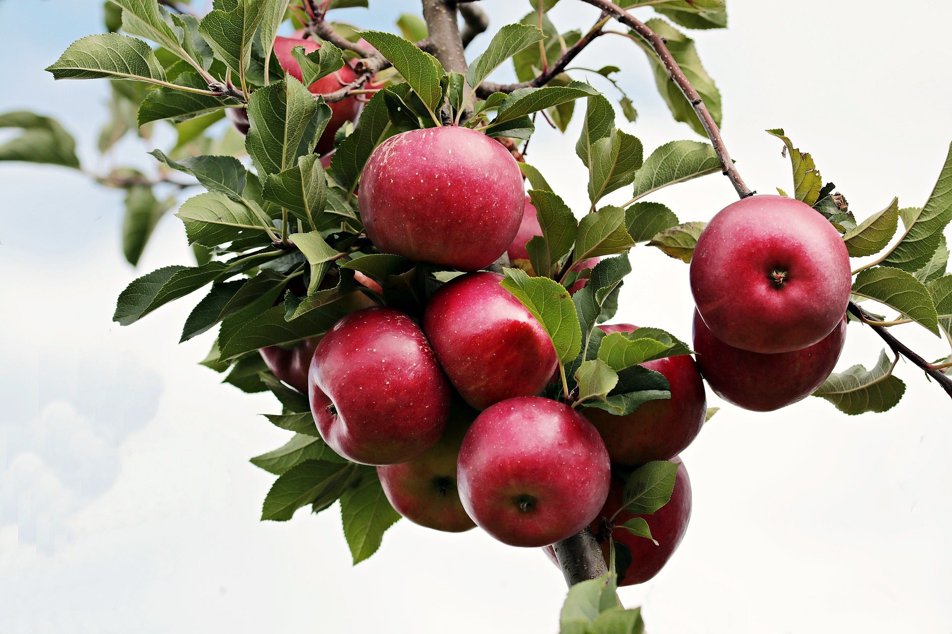 Äpfel an einem Apfelbaum. Äpfel sind basisches Obst und eignen sich zur Entsäuerung