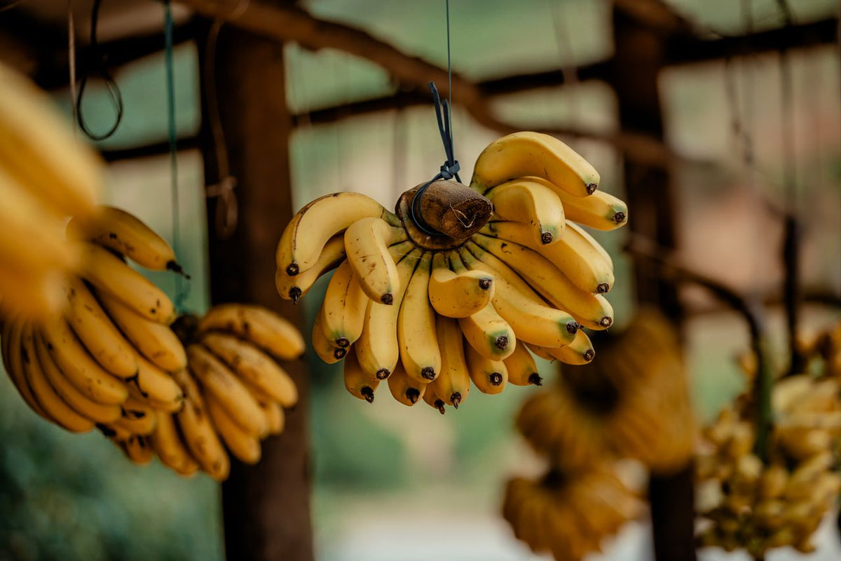 Reife Bananenstauden nach der Ernte – Bananen zählen zu den basischen Lebensmitteln und eignen sich für eine basenreiche Ernährung.