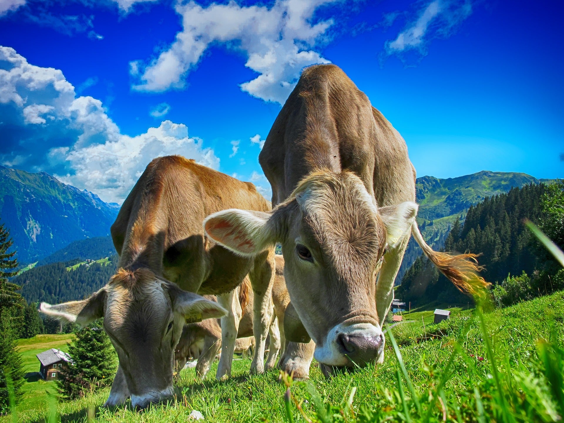 Kühe auf einer Weide - Kuhmilch ist nicht basisch