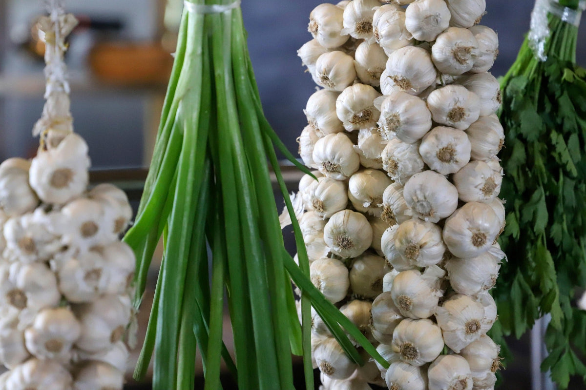Frischer Knoblauch hängt gebündelt neben Frühlingszwiebeln und Kräutern – Symbolbild dafür, dass Knoblauch basisch wirkt und in der basischen Ernährung verwendet wird.