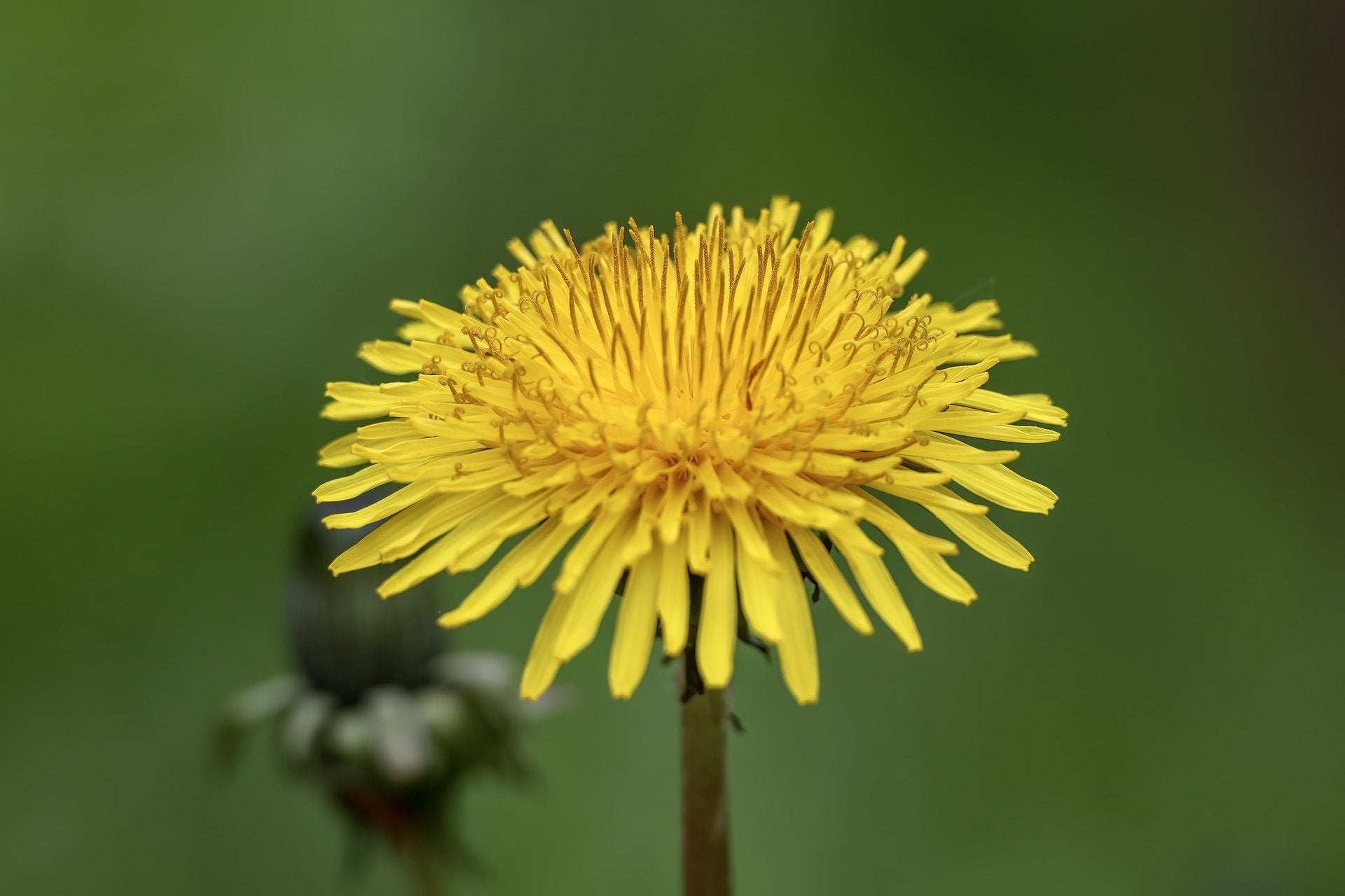 Löwenzahnblüte
