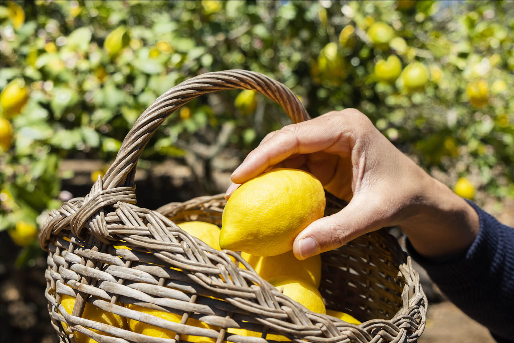 Hand greift in einen Korb nach Zitronen, die sich für eine basische Ernährung eignen. 