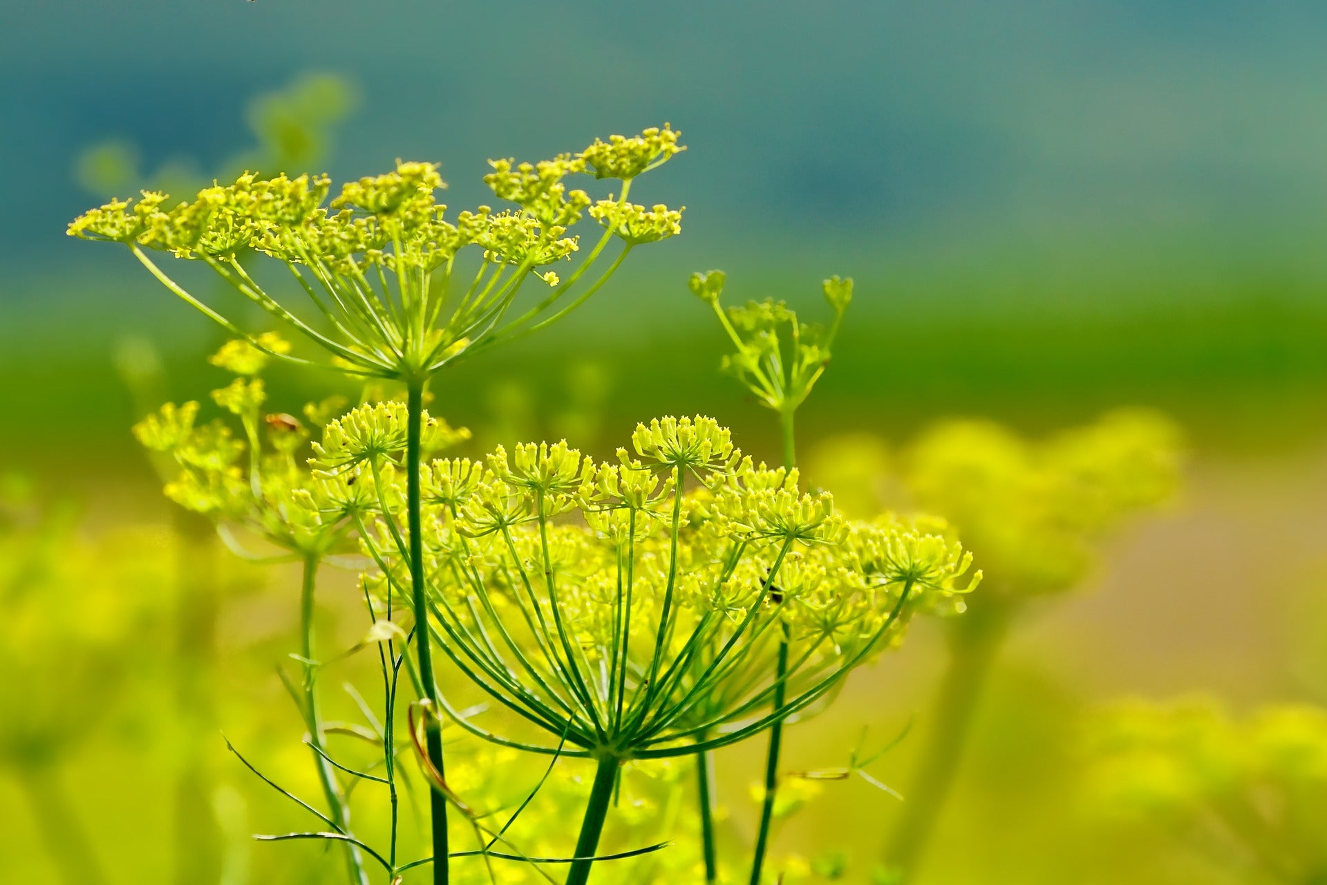 Fenchelsamen auf einer Fenchelblüte