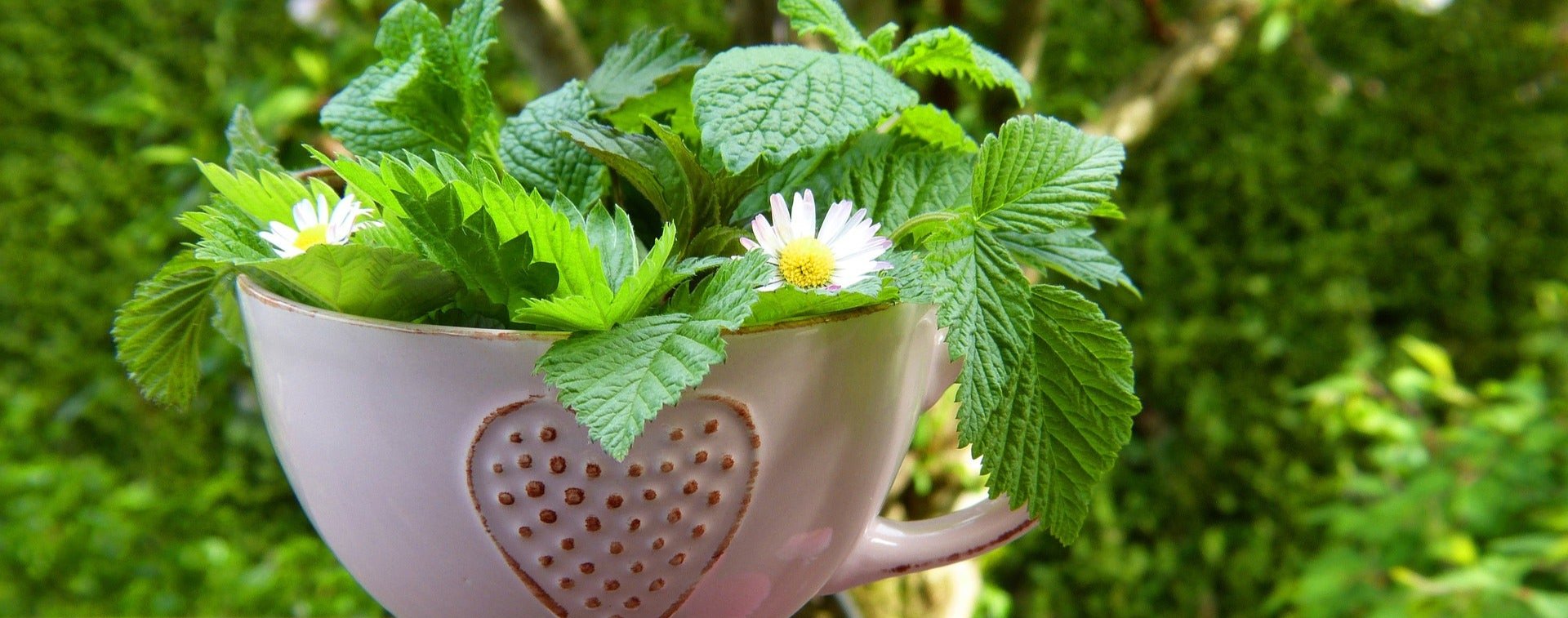 Kräuter sind oft in Rezepten mit Bitterstoffen enthalten