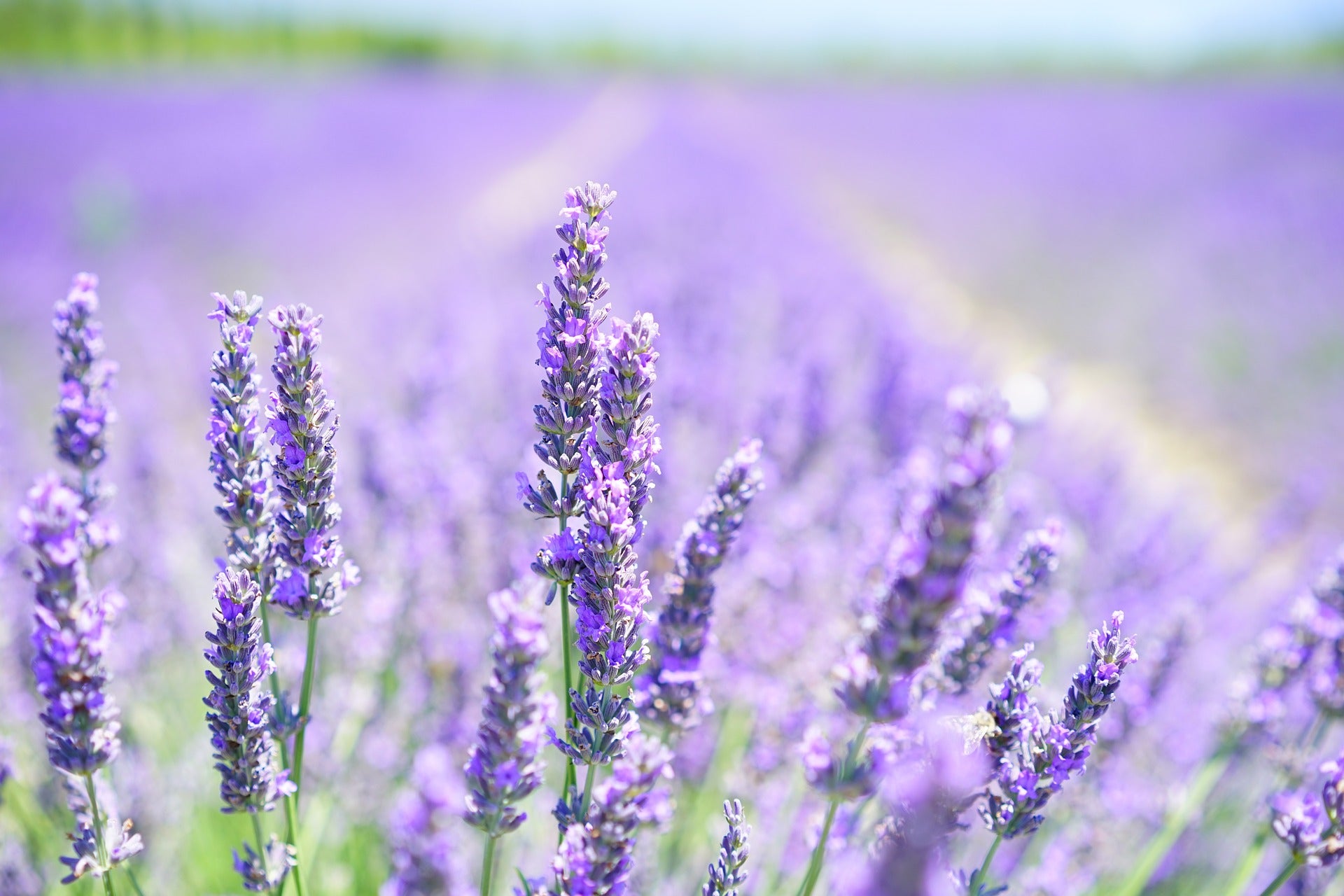 Lavendel auf einem Feld