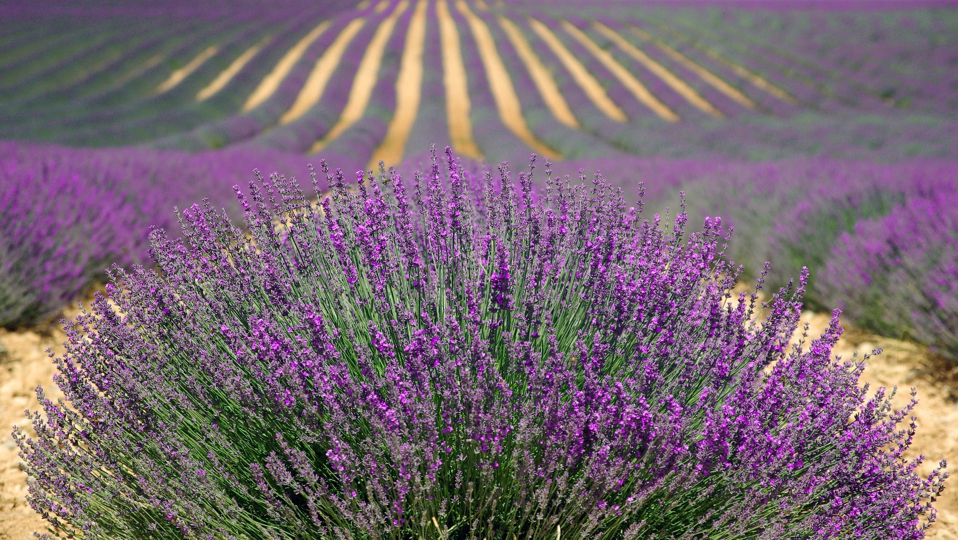 Lavendelfeld - Lavendel wir zu Beginn der Wechseljahre oft empfohlen wird