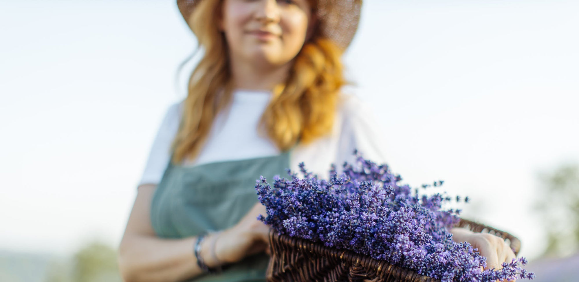 Lavendel in einem Korb, den eine Frau hält