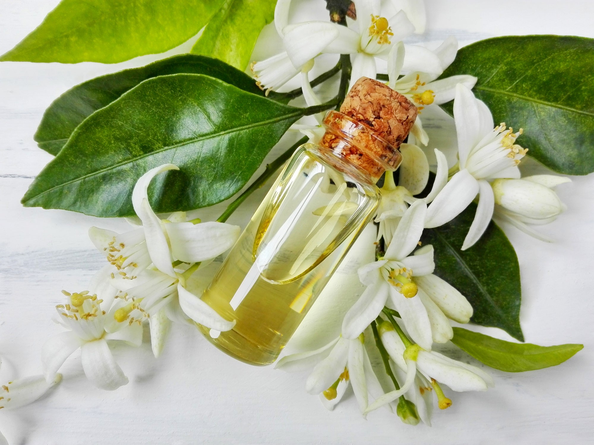 Pomeranzenöl aus den weißen Blüten