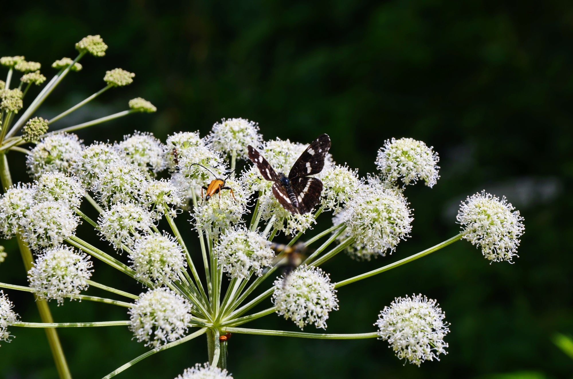 engelwurz mit weißen blüten und insekten