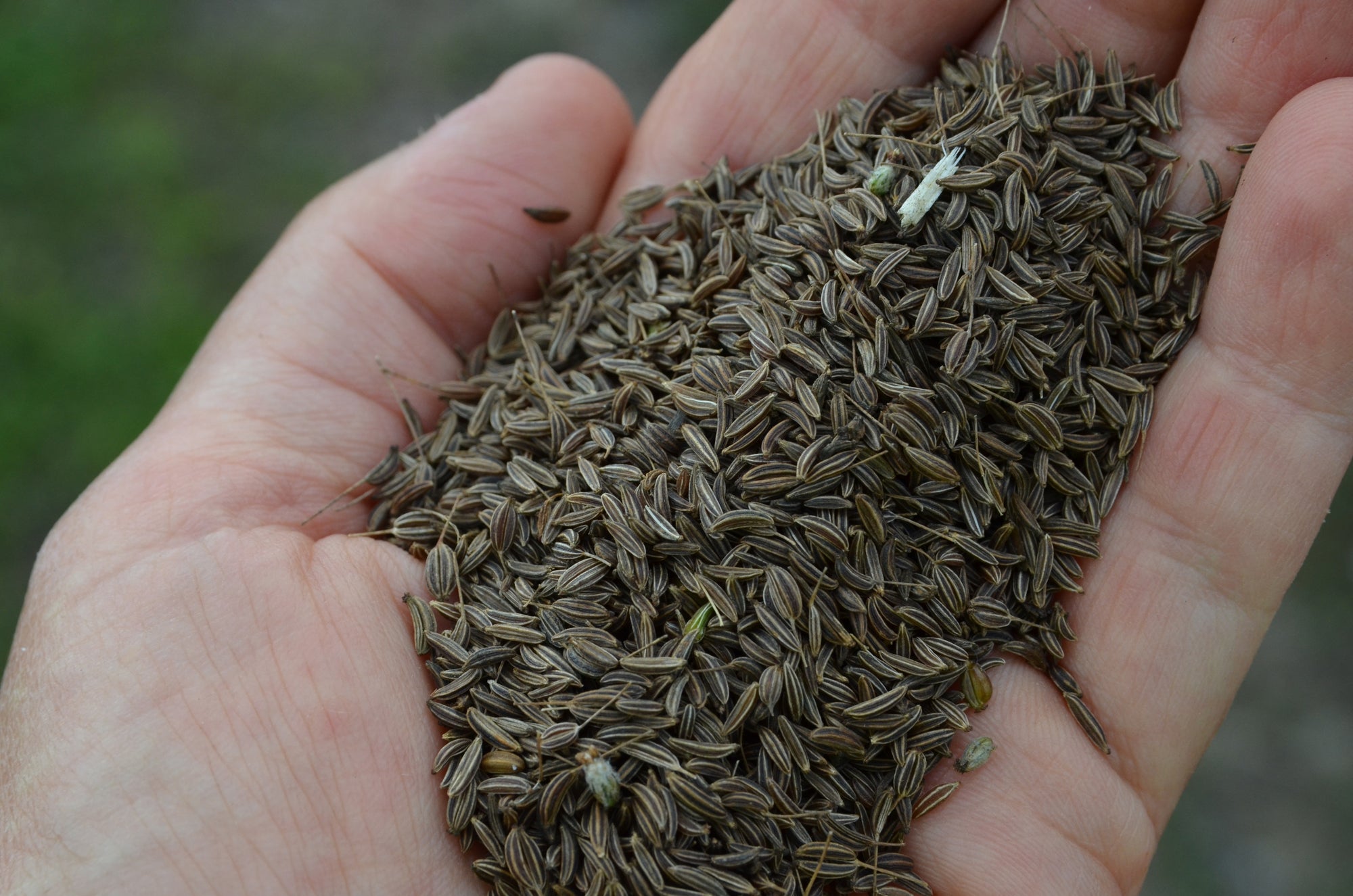 Kümmelsamen in der Hand