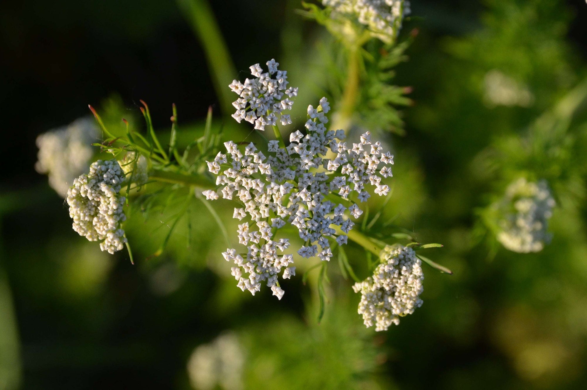 Kümmel: Die bekömmliche Gewürzpflanze | Laetitia