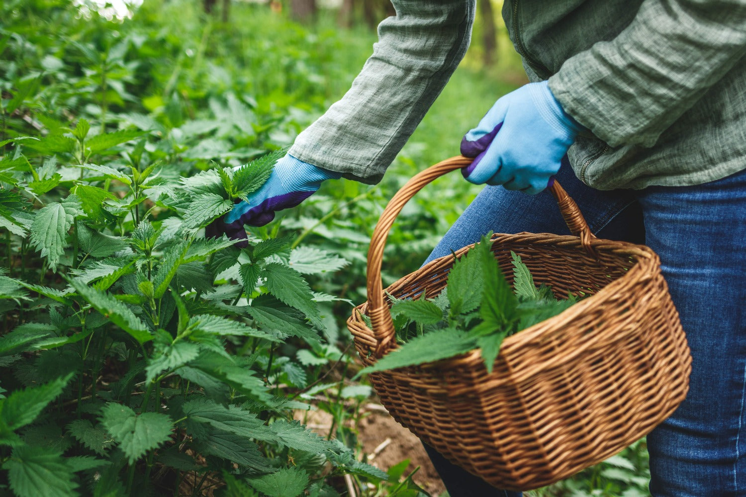 Brennnessel werden geerntet von einer Person mit blauen Handschuhen und einem Korb.