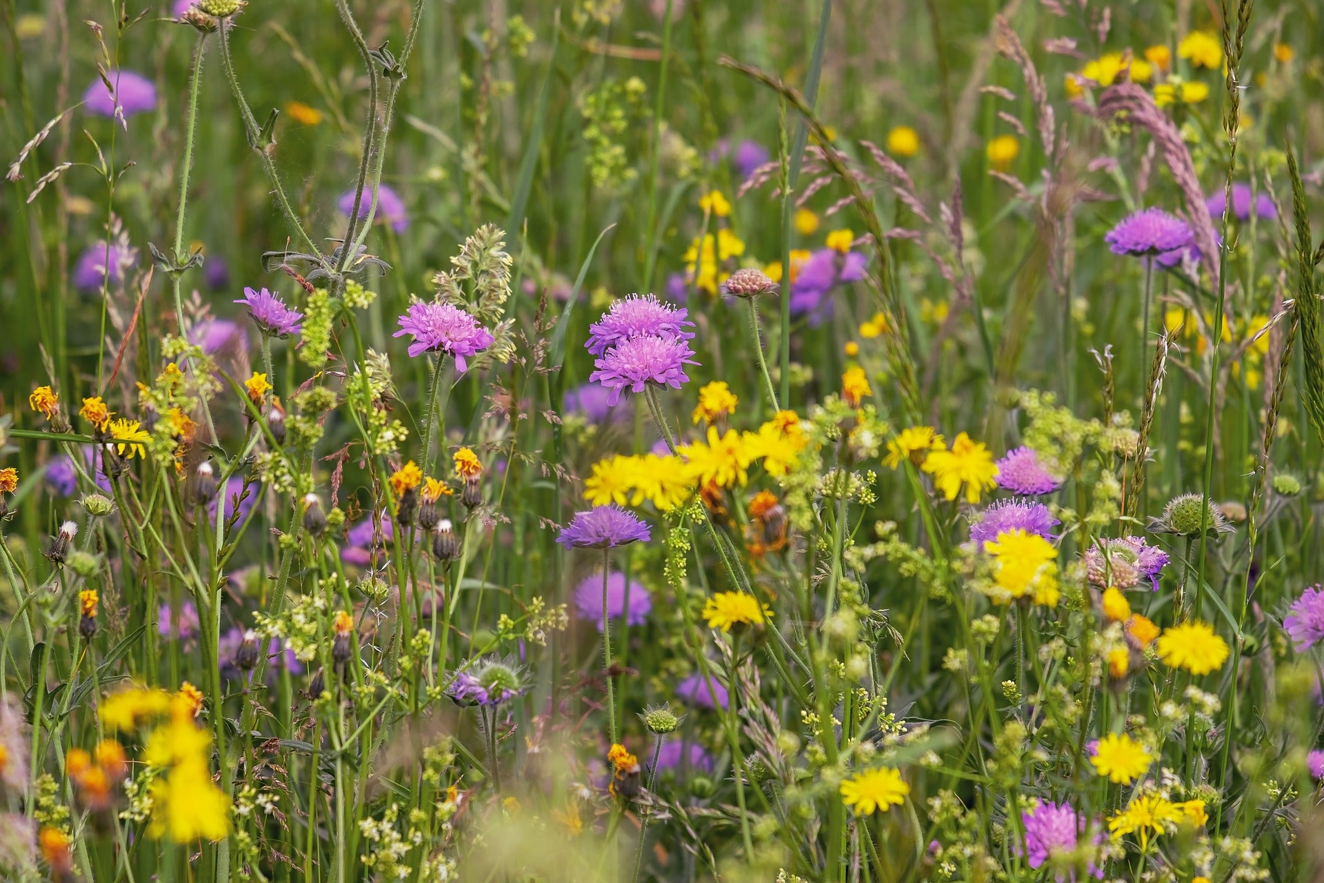 Löwenzahn und andere Wiesenkräuter